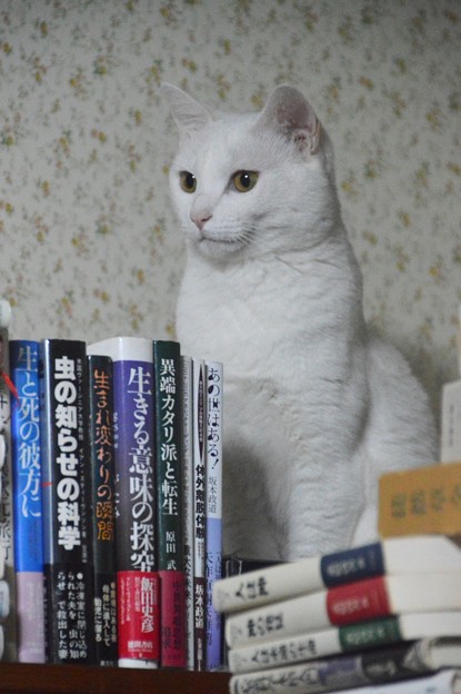 2015年08月28日のシロちゃん(メス2歳半)