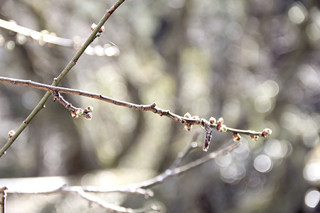 20120209_3809