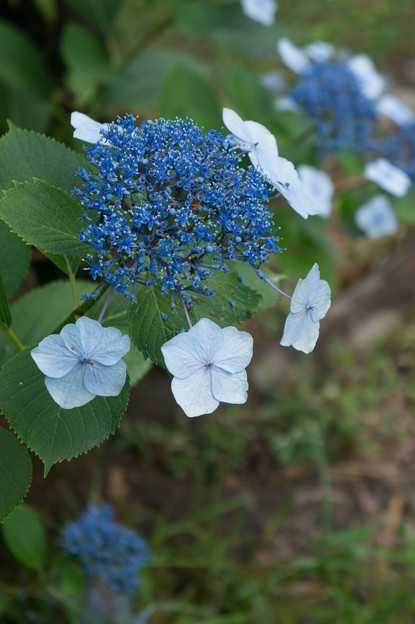 【近所の緑道(萼紫陽花)】1