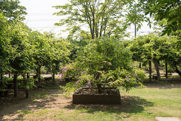 【大船植物園(フジ)】1