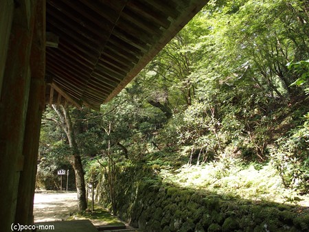 室生寺 金堂裏手P9210048
