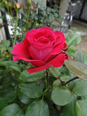 16rowai24061922