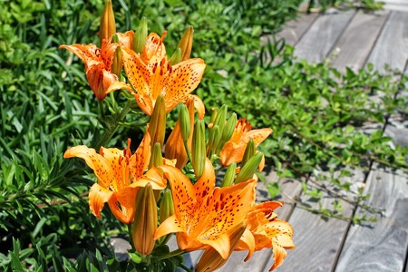 IMG_7598~2