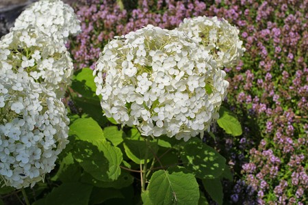 IMG_7594~2