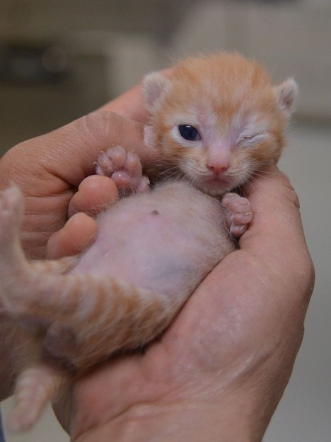 BabyCat_6164
