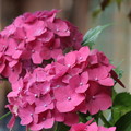 家の紫陽花