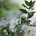 銀香梅の開花