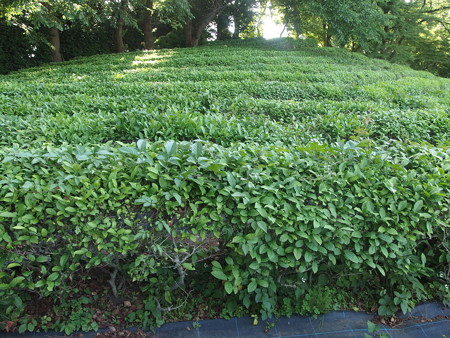 P6042356