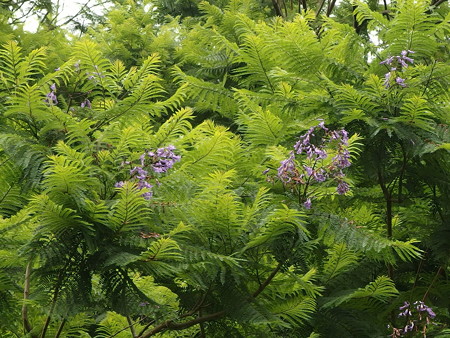 P6213146