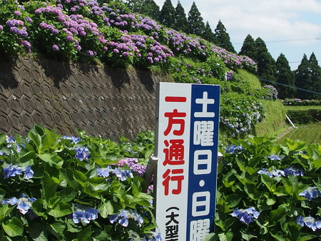 P6293254