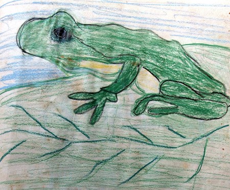 frog