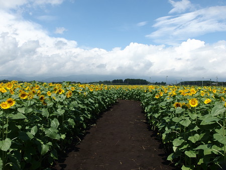 P8194022