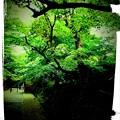 京都の新緑、紅葉と言えば常寂光寺