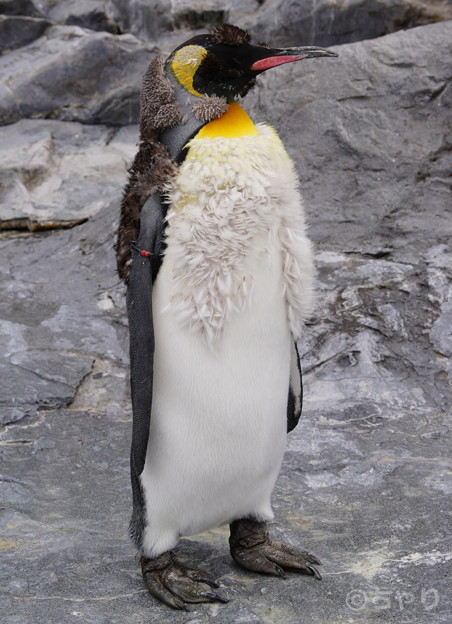 むなげ 写真共有サイト フォト蔵