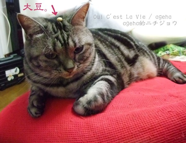 大豆に乗られてるよ。