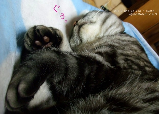 雨の日の猫はすこぶる眠い。