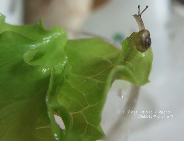 もっと上～～。（カタツムリ飼育）