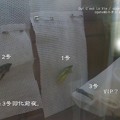 羽化前夜。一人ベッド。（キアゲハ飼育）