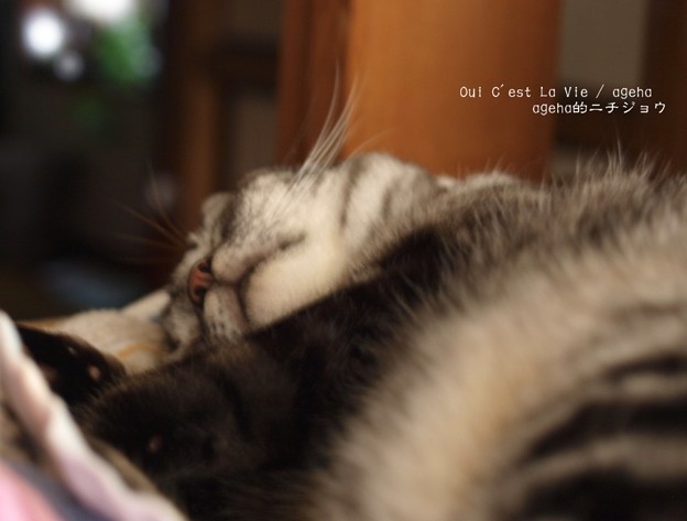 夏眠暁を覚えず。