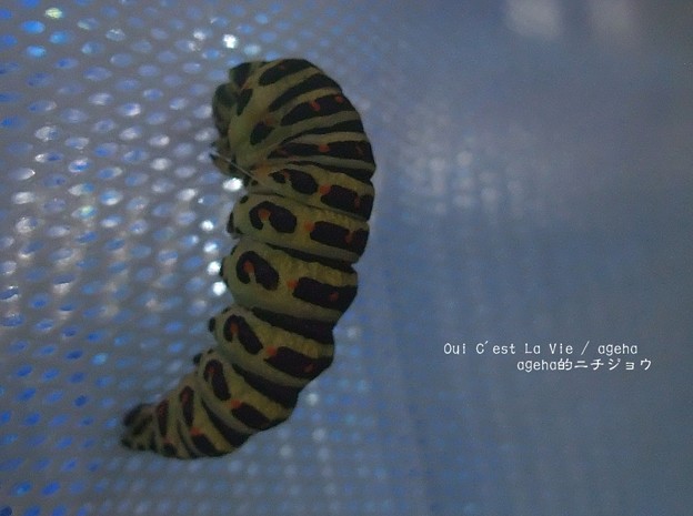 Photos: 前蛹から蛹への脱皮。（キアゲハ飼育）