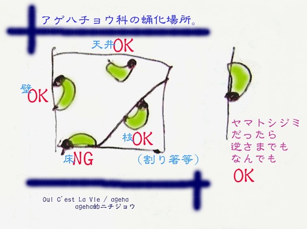 アゲハ類の蛹化角度。（キアゲハ飼育）