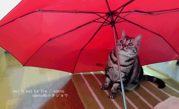 にゃんだ？？