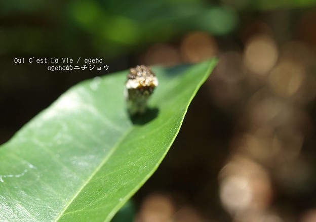 けど（ナミアゲハ幼虫）