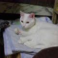 2015年08月16日のシロちゃん(メス２歳)