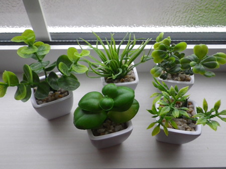 デスクトップガーデン【観葉植物】個性