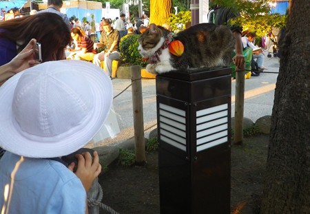 浅草ほおずき市2015 ほおずきにゃんこ熟睡中