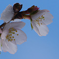 Photos: 寒桜咲く