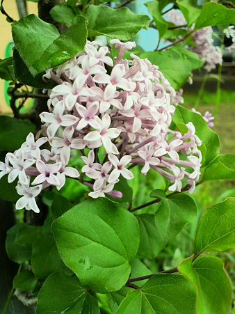 Lilac