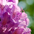 Rhododendron I 6-13-15