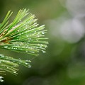 Raindrops on Pine Needles 7-19-15