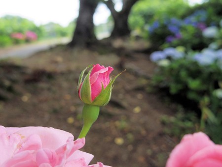 種松山公園のピンクのバラ