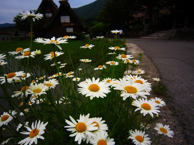 白川村