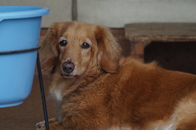 犯犬？