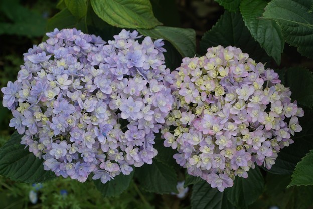 庭の花