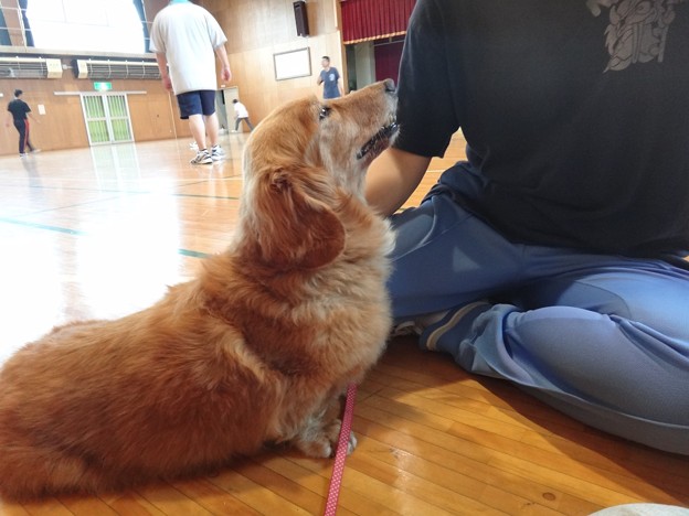 ついてきちゃった