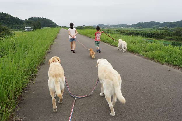 堤防散歩