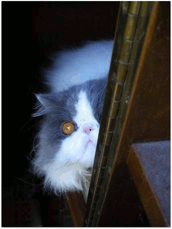 001動く 写真: 001動く