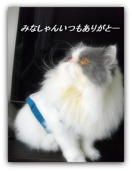 ありがと 写真: ありがと