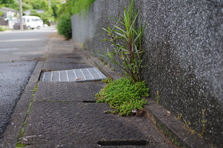 盆栽のような雑草