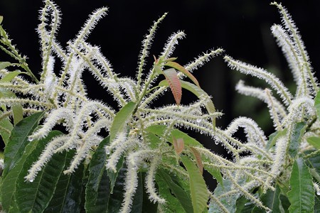栗の花