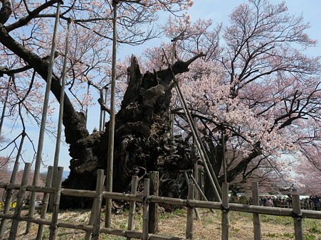 山高神代桜_182