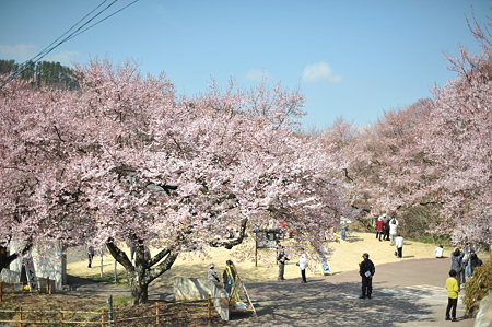 高遠城址公園_004