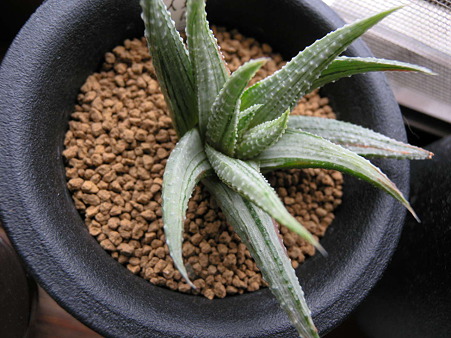 Haworthia "Hakui Bijin"