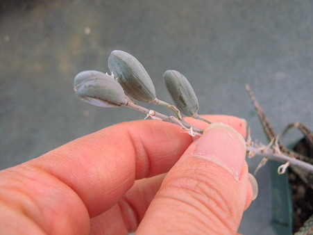 Aloe seed