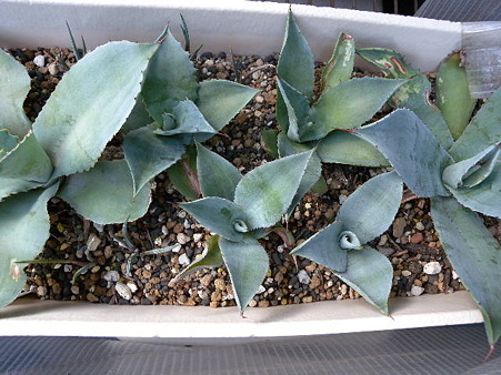 agave pygmaea
