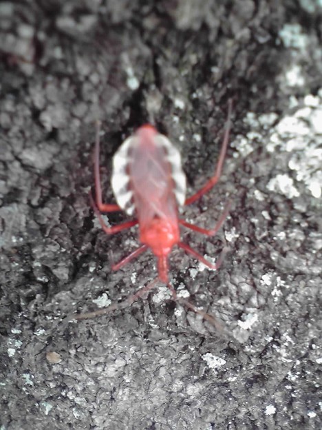 宝樹寺の桜の木にこんな虫が 写真共有サイト フォト蔵